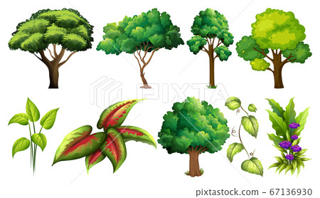 Set of variety plants and trees 67136930