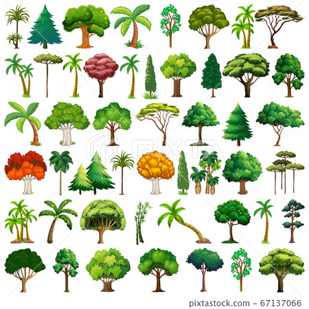 Set of variety plants and trees 67137066