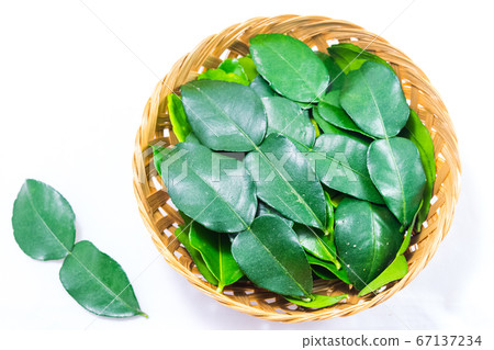 Bergamot leaf  on white 67137234