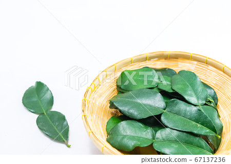 Bergamot leaf  on white 67137236
