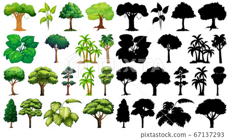 Set of plant and tree with its silhouette Set of plant and tree with its silhouette 67137293