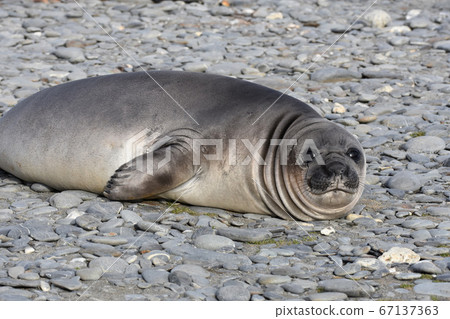 南部像海豹（南喬治亞島） 67137363