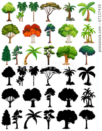 Set of plant and tree with its silhouette 67137439