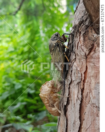 夏天,蟬,蟬 夏天,蟬,蟬 67137475