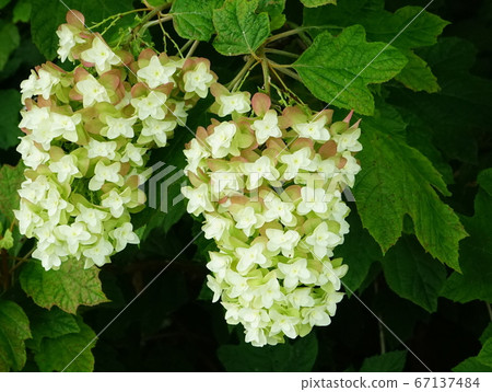 柏葉繡球簇絨崎02 67137484