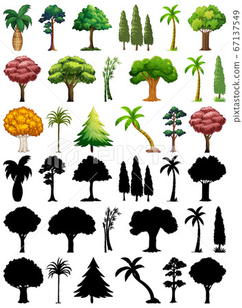 Set of plant and tree with its silhouette 67137549