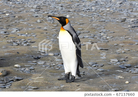 企鵝王（南喬治亞島） 67137660