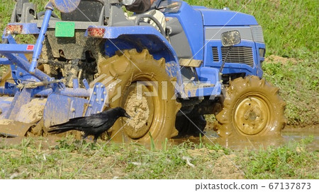 一隻烏鴉，等待昆蟲出現在耕iv機的側面 67137873