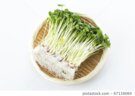 蘿蔔芽 蘿蔔芽 67138060