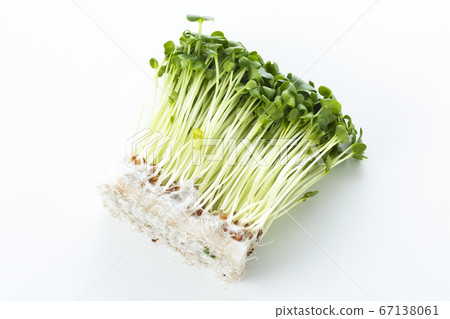 蘿蔔芽 67138061