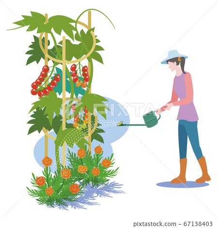 Kitchen Garden-Watering Petit Tomatoes 67138403