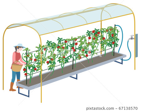 菜園小番茄水培法 67138570