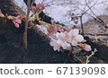 櫻桃樹 67139098