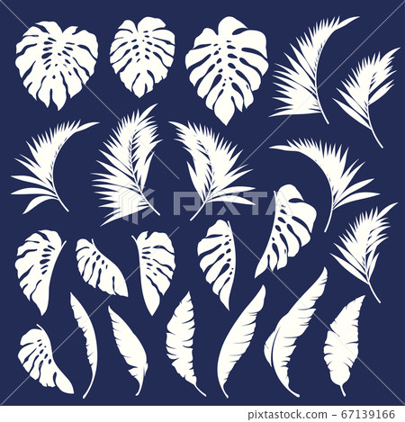 Tropical plant tropical illustrations, 67139166