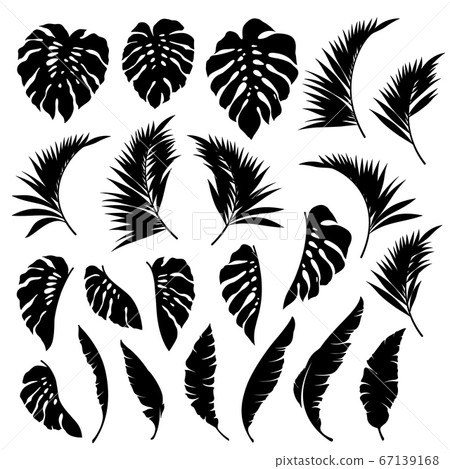 Tropical plant tropical illustrations, Tropical plant tropical illustrations, 67139168