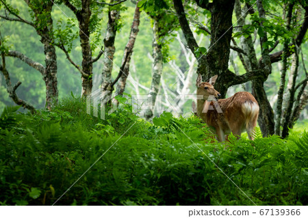 Cape Enoko的Ezoshika 67139366