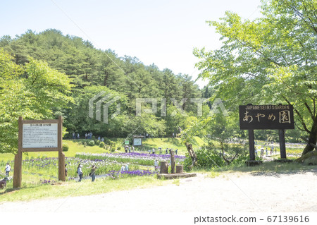 Shibata Izumino Park Ayame Garden (Niigata) Shibata Izumino Park Ayame Garden (Niigata) 67139616