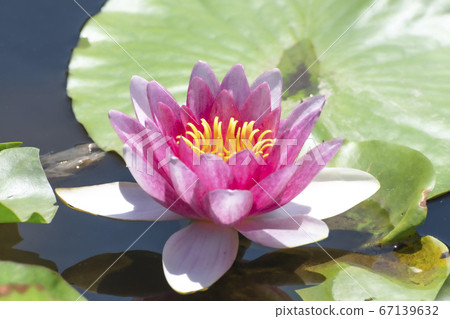 Lotus flower (Shibata Igono Park Ayame Garden) 67139632