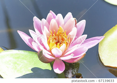 Lotus flower (Shibata Igono Park Ayame Garden) 67139633