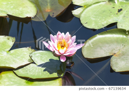 Lotus flower (Shibata Igono Park Ayame Garden) Lotus flower (Shibata Igono Park Ayame Garden) 67139634