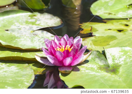 Lotus flower (Shibata Igono Park Ayame Garden) 67139635