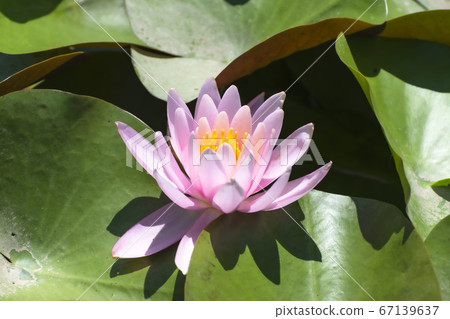 Lotus flower (Shibata Igono Park Ayame Garden) Lotus flower (Shibata Igono Park Ayame Garden) 67139637