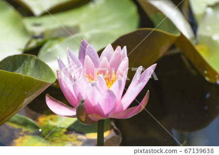 蓮花(柴田縣野野公園A庭花園) 蓮花(柴田縣野野公園A庭花園) 67139638