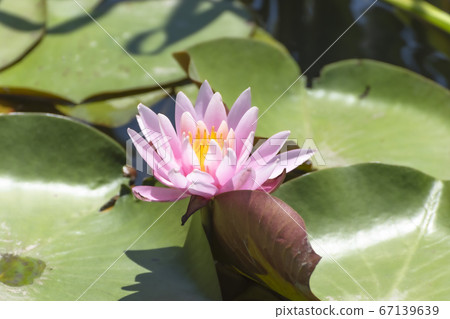 蓮花(柴田縣野野公園A庭花園) 蓮花(柴田縣野野公園A庭花園) 67139639