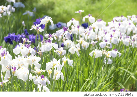 柴田泉野公園A庭花園(新潟) 柴田泉野公園A庭花園(新潟) 67139642