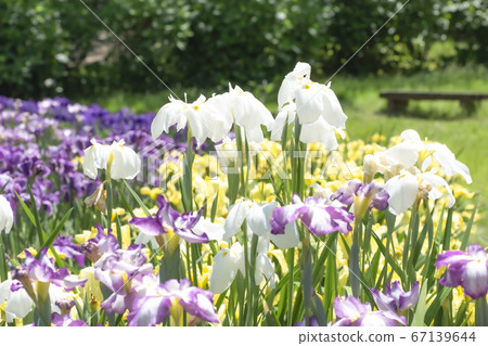 柴田泉野公園A庭花園(新潟) 柴田泉野公園A庭花園(新潟) 67139644