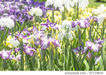 柴田泉野公園A庭花園（新潟） 67139645