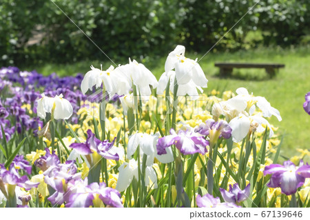 柴田泉野公園A庭花園(新潟) 柴田泉野公園A庭花園(新潟) 67139646