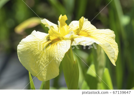 柴田泉野公園A庭花園(新潟) 柴田泉野公園A庭花園(新潟) 67139647