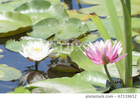 蓮花(柴田縣野野公園A庭花園) 蓮花(柴田縣野野公園A庭花園) 67139652