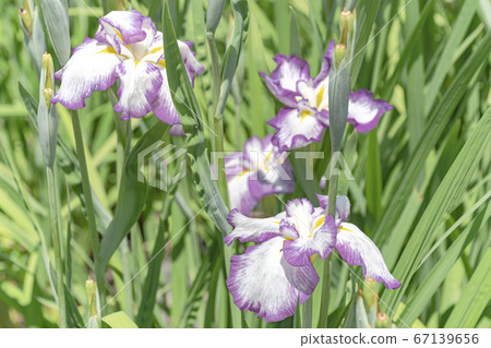 柴田泉野公園A庭花園(新潟) 柴田泉野公園A庭花園(新潟) 67139656