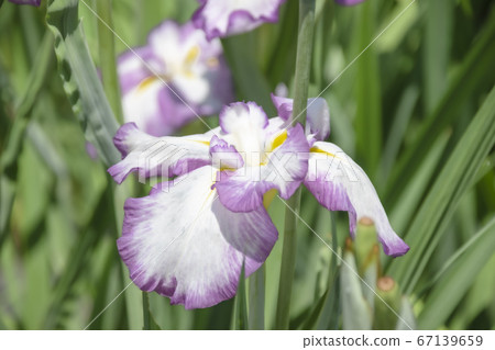 柴田泉野公園A庭花園(新潟) 柴田泉野公園A庭花園(新潟) 67139659