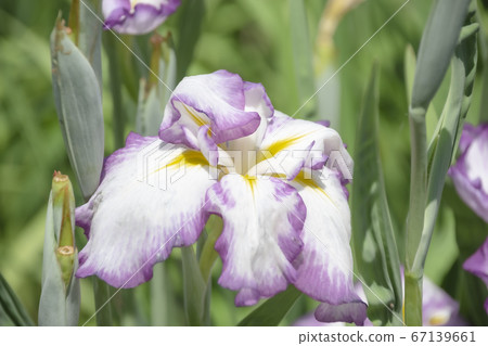 柴田泉野公園A庭花園(新潟) 柴田泉野公園A庭花園(新潟) 67139661