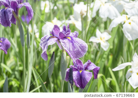 柴田泉野公園A庭花園(新潟) 柴田泉野公園A庭花園(新潟) 67139663
