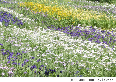 柴田泉野公園A庭花園(新潟) 柴田泉野公園A庭花園(新潟) 67139667