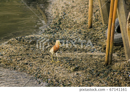 Javan Pond Heron walking on the water 67141161