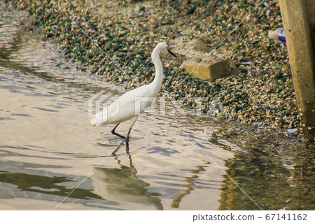 Egret walking on the water. Egret walking on the water. 67141162