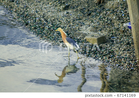 Bougainvillea glabra Choisy, beautiful pink blooming, 67141169