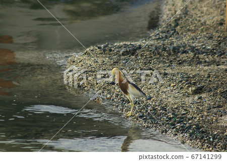 Javan Pond Heron walking on the water 67141299