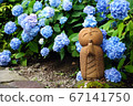 繡球花和繡球花 67141750