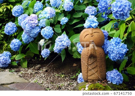 繡球花和繡球花 67141750