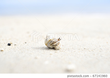 A group of sandy beach hermit crabs living on the coast of Amami Oshima A group of sandy beach hermit crabs living on the coast of Amami Oshima 67141960