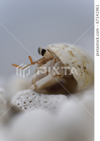 居住在ami美大島海岸的一群沙灘寄居蟹 67141961