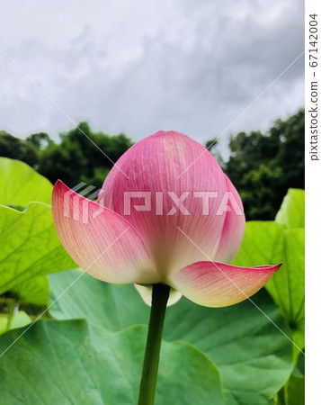 <<Ninomiya>> lotus flower, murmuring park 67142004