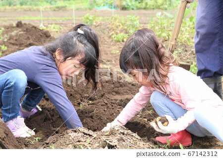 Family harvesting potatoes 67142312