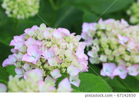 繡球8238 繡球8238 67142650